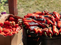 ajvar, pečenje paprika, kurtovska kapija, zimnica, crvena paprika