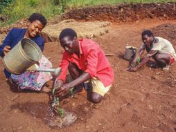 Uganda, sadnice