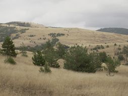 Zlatibor, medvedi