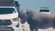 Uznemirujući snimak sa safarija u Namibiji: Nosorog im PROBIO auto rogom, a reakcija vozača razbesnela SVE
