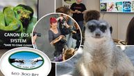 Kad tigar pozira, a vrabac uleti u kadar: Kako izgleda lov na savršenu fotografiju na radionici u Beo zoo vrtu
