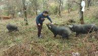 Dok mladi odlaze iz sela, Vule se vratio na porodično imanje: Od moravki i malina gradi posao i budućnost