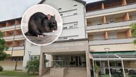 STRAŠNO Glodar ujeo baku u domu za starije u Koprivnici: I to za nos!