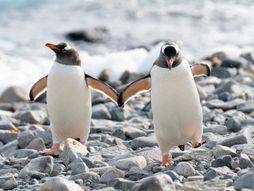 Gentoo Penguin pingvin