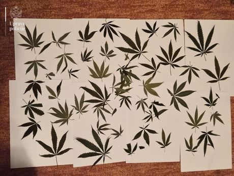 Marihuana, Zaplena, uprava polcije Crne Gore