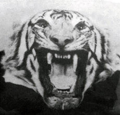 Champawat, Tigar, Životinja