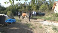 Dečaci heroji iz Srbije! Pešače do škole, rade na njivi, a dobri ljudi im dali kravu: Više nećemo biti gladni