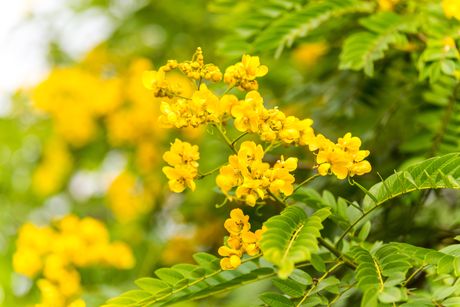 Kasija