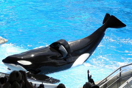 Orka, Shamu,Životinje