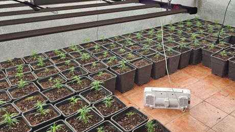 Hapšenje, Marihuana, Europol