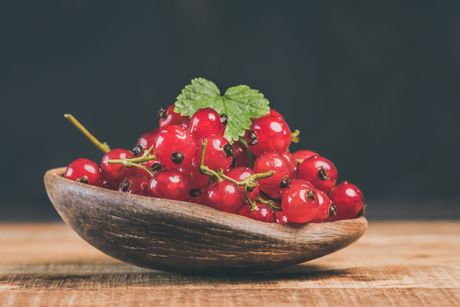 Barberry, žutika, šimširika
