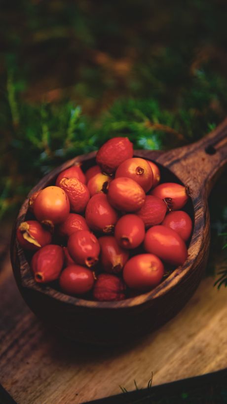 Barberry, žutika, šimširika