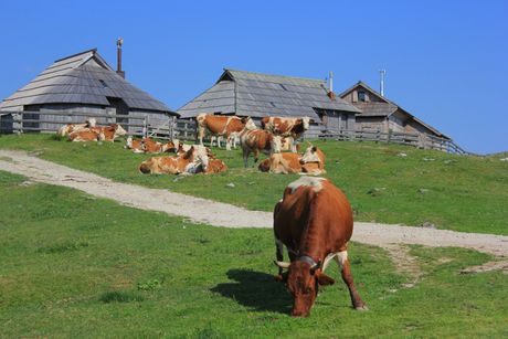 Slovenija, Velika planina