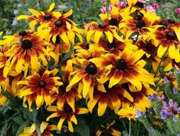 Rudbekija
