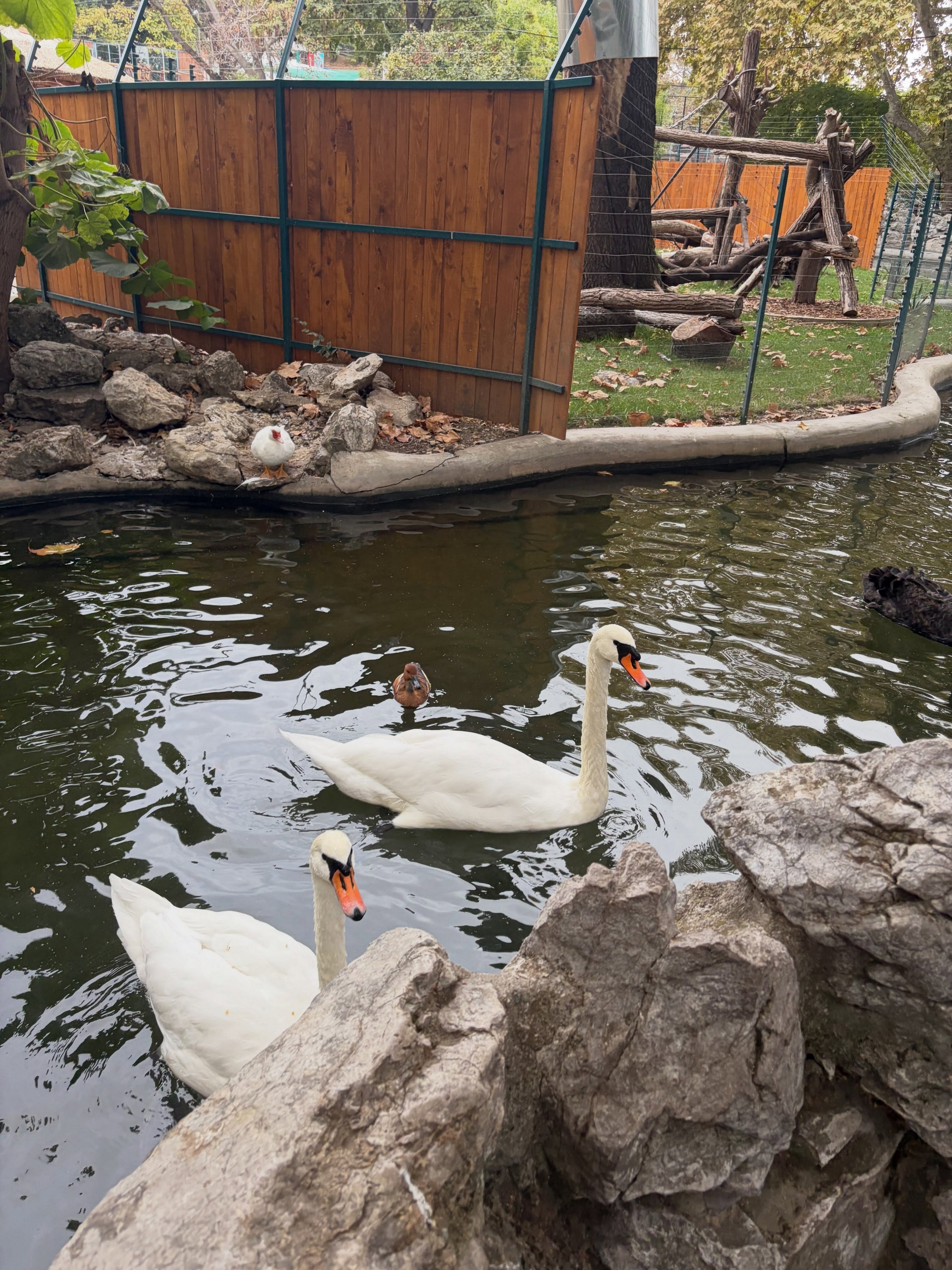 Kakva idila! Luna i Marko odveli ćerke u zoo vrt: Devojčice oduševljene, maze životinje i voze se na vrtešci