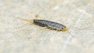 Ako vidite ovog insekta u kupatilu, proverite jedno mesto u kući: Može da ukaže na skriveni problem