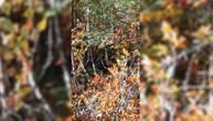 UZNEMIRUJUĆI snimak sa srpske planine! Meštani bili oči u oči sa opasnom zveri, pogledajte njenu reakciju