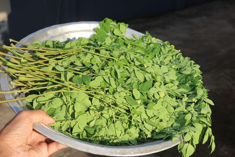Moringa biljka