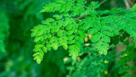 Ovu biljku koriste vekovima, a danas je dodaju u sve: Šta zaista može moringa i kako se priprema