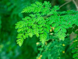 Moringa biljka