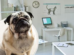 veterinarska klinika, Pas