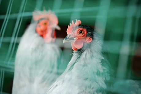 Chickens, farm, Avian flu on a poultry farm in the Tahov region.