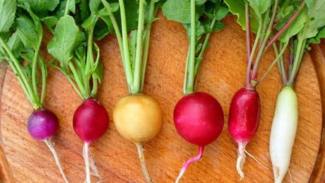 Radishes, varieties