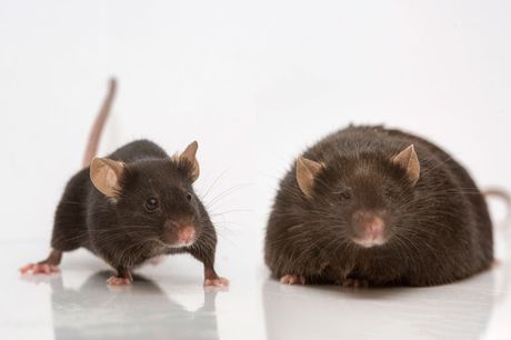 Mice, obesity
