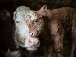 cow, calf, livestock