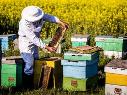 hive, beekeeper, beekeeping