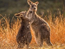 Kangaroos
