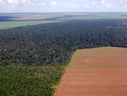 Amazon Deforestation